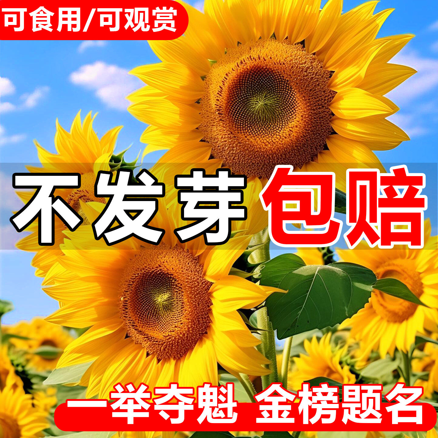 向日葵花种子孑四季播种开花高考一举夺魁盆栽苗观赏食用葵花籽种,鲜花速递/花卉仿真/绿植园艺,家庭园艺种子,淘宝优惠券,粉丝福利购,淘宝优惠卷
