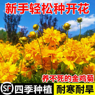 金钱菊花种籽子四季播种多年生大花金鸡菊开花庭院景观花卉种子孑