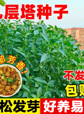 九层塔种子金不换罗勒新鲜可食用菜籽苗蔬菜阳台室内盆栽四季种植