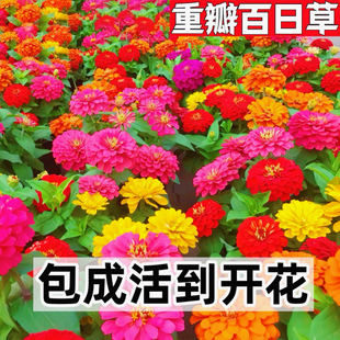 百日草花种子四季种开花重瓣百日菊花籽矮杆室外庭院盆栽大全种孑