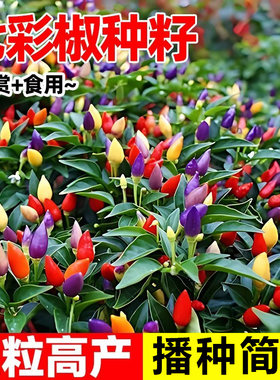 七彩椒种籽五彩辣椒种子灯笼秧苗家庭阳台蔬菜种孑盆栽四季种植
