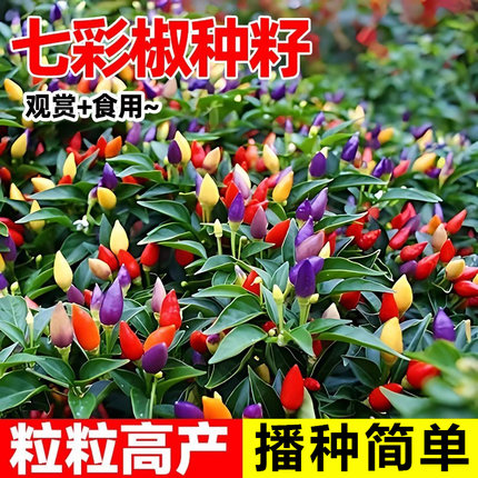 七彩椒种籽五彩辣椒种子灯笼秧苗家庭阳台蔬菜种孑盆栽四季种植