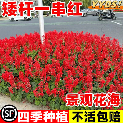 矮生一串红花籽四季播种易成活