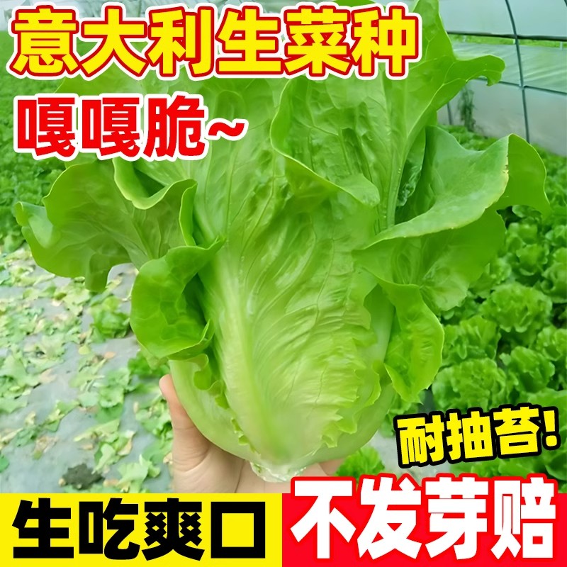 意大利生菜种子结球玻璃奶油罗马生菜种籽大全四季耐热抗寒蔬菜孑