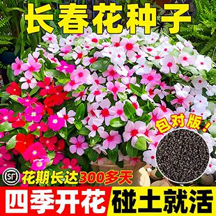 播种易活庭院景观花海盆栽耐寒花卉种孑 长春花种子日日春花籽四季