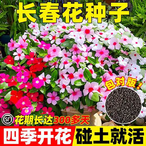 长春花种籽四季播种开花3天发芽