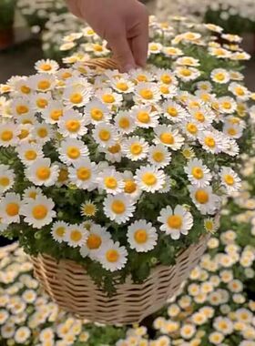 小雏菊花种子四季播种好养发芽快
