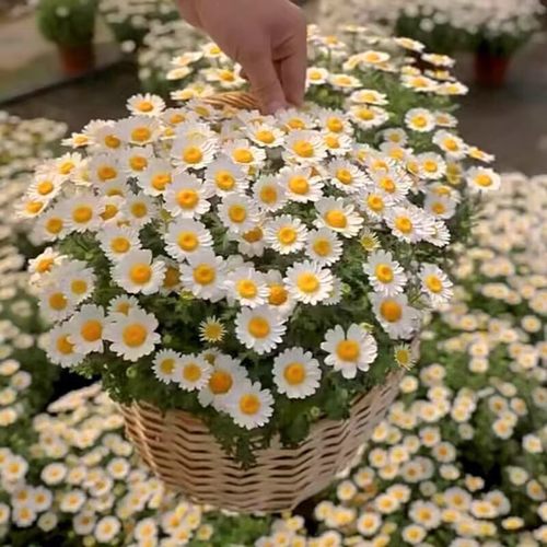 小雏菊花种子四季播种好养发芽快