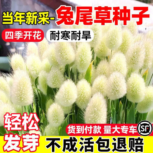 兔尾草花籽四季播种开花3天发芽