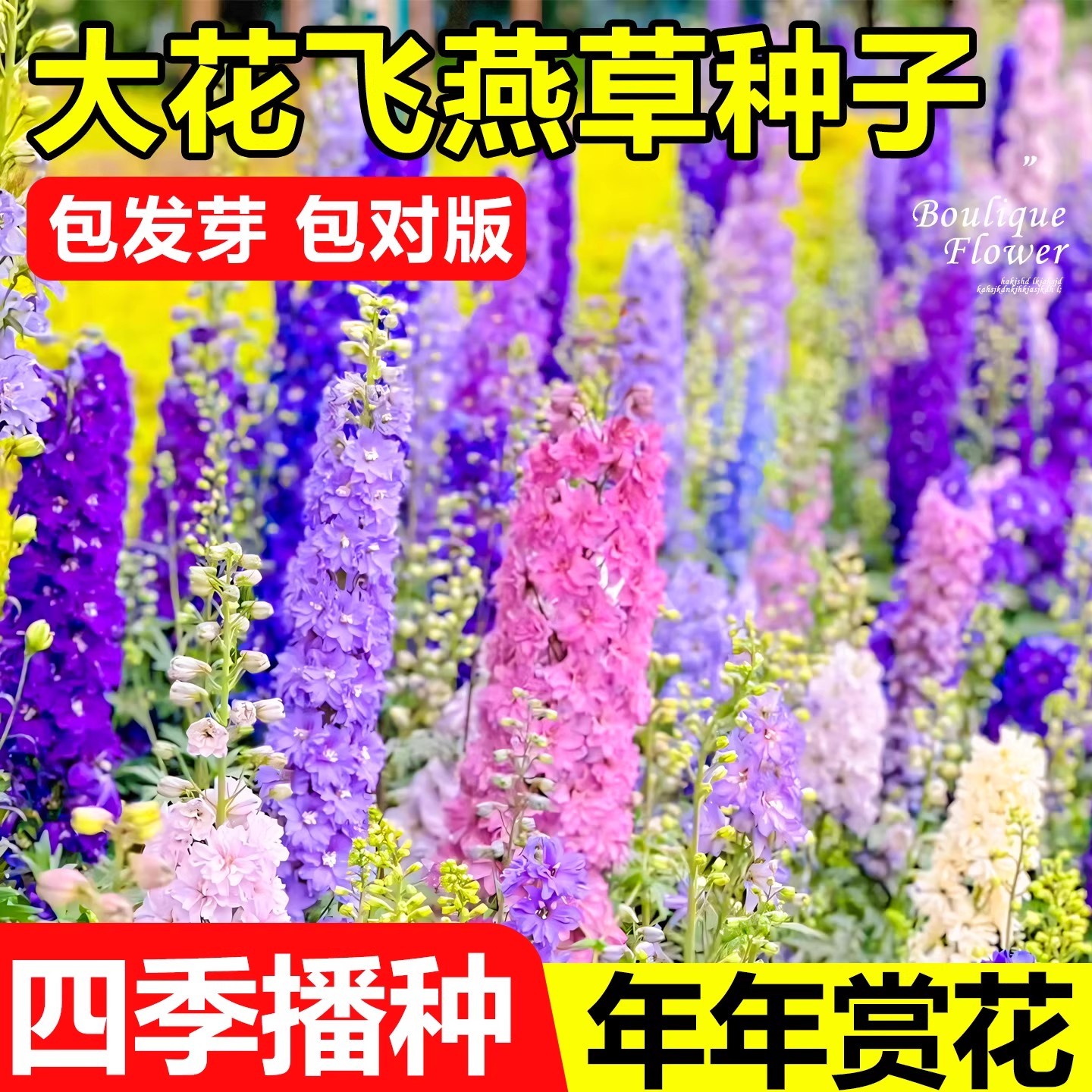 飞燕草花籽四季播种开花3天发芽