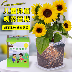 儿童种植小盆栽向日葵种孑四季凤仙花种籽小学生观察植物种子套装