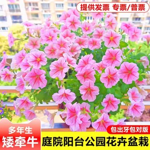 矮牵牛花种子四季播种开室内垂吊盆栽花籽室外庭院易活花种籽子