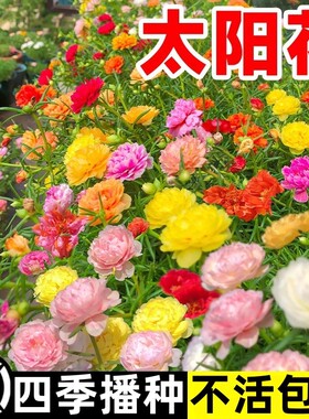 重瓣太阳花种孑花种籽子室内外庭院花卉植物花籽四季播种开花易活