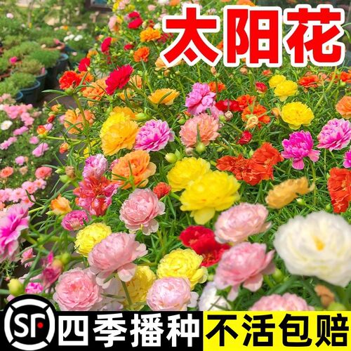 重瓣太阳花种籽四季播种开花易活