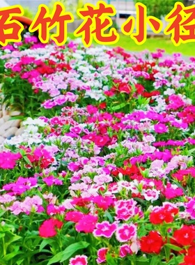 五彩石竹花种子四季播种开花易活花籽盆栽苗室外地被庭院花卉种孑