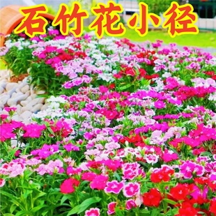 五彩石竹花种子四季播种开花易活花籽盆栽苗室外地被庭院花卉种孑