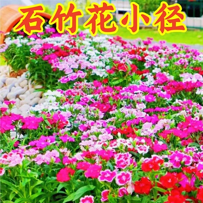 欧石竹花籽四季播种易成活发芽快