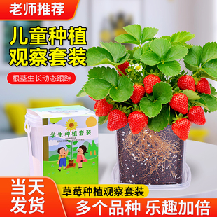 儿童种植小盆栽草莓小番茄种子四季凤仙花种籽小学生观察植物套装