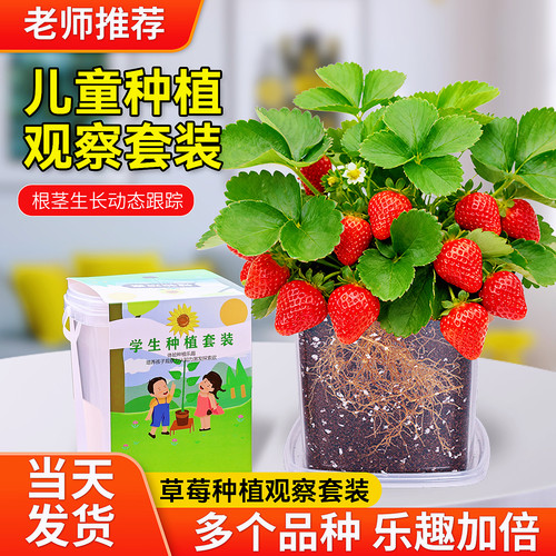 儿童种植小盆栽草莓种籽3天发芽