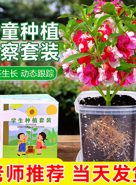 凤仙花种籽四季小学生实验观察重瓣指甲花儿童种植小盆栽植物种子