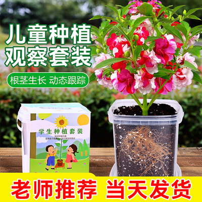 凤仙花种植观察小盆栽3天发芽