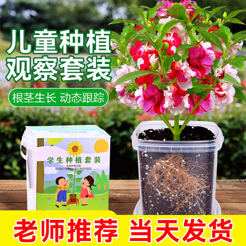 凤仙花种植观察小盆栽3天发芽