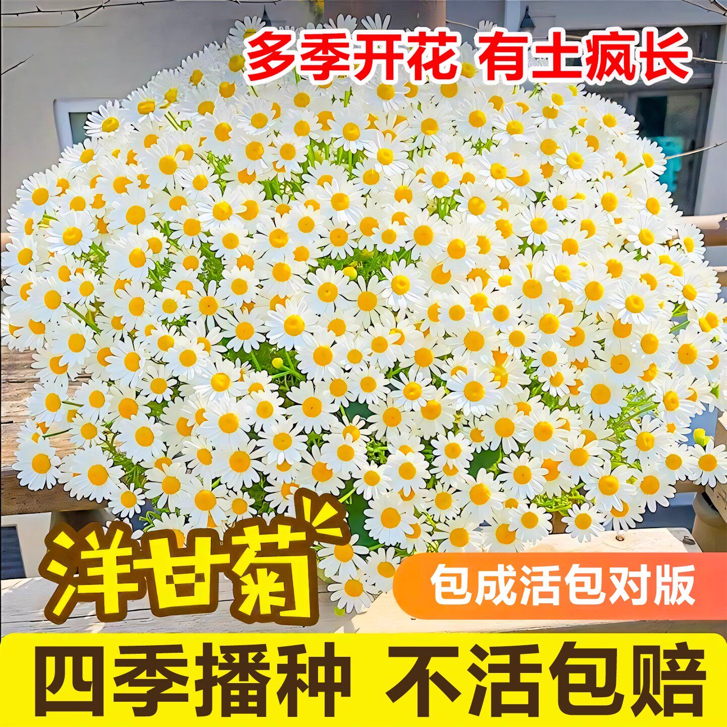洋甘菊花种籽子四季播种开花盆栽易活小雏菊花籽室外庭院花卉种孑