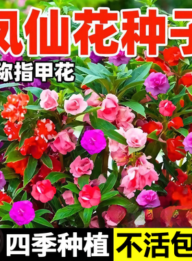 重瓣凤仙花种子七彩四季播种开花盆栽指甲花种籽庭院室内植物种子