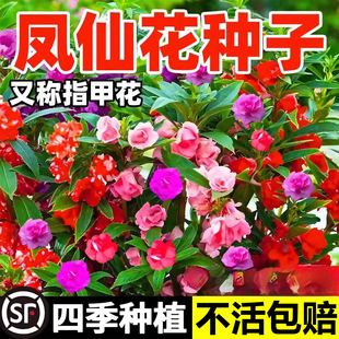 重瓣凤仙花种子七彩四季播种开花盆栽指甲花种籽庭院室内植物种子