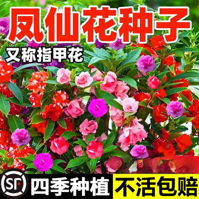 凤仙花种籽重瓣指甲花籽四季易活
