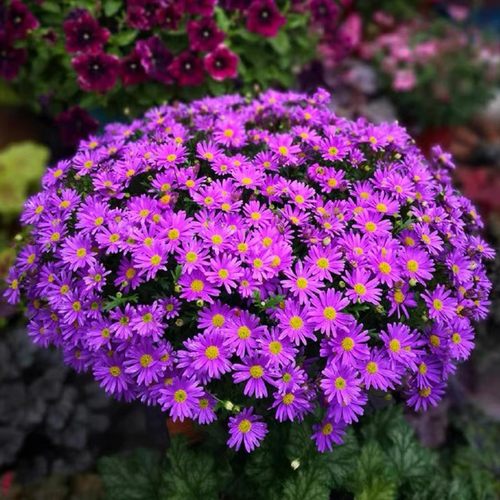 姬小菊花籽四季播种易成活发芽快