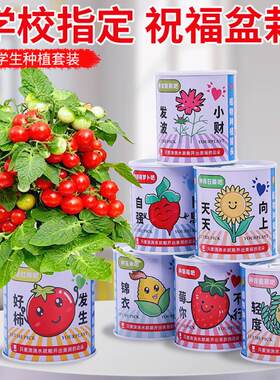 创意罐头植物小番茄种籽3天发芽