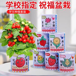 儿童种植小盆栽番茄种子向日葵草莓花种籽孑学生礼品种植观察套装