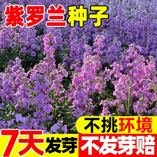 紫罗兰花种子耐寒易种四季播庭院百日草格桑花园艺园林景观花籽种