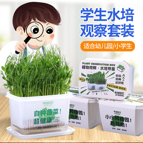小学生水培植物观察豌豆绿豆芽苗菜种籽儿童种植小盆栽花生菜种子