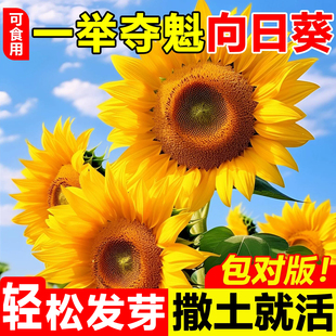 一举夺魁高杆向日葵种孑子盆栽室外庭院易活观赏切花食用葵花种籽