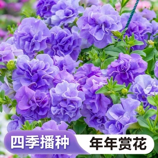 播种开花室内盆栽苗花籽冰淡紫室外庭院种孑 重瓣矮牵牛花种子四季