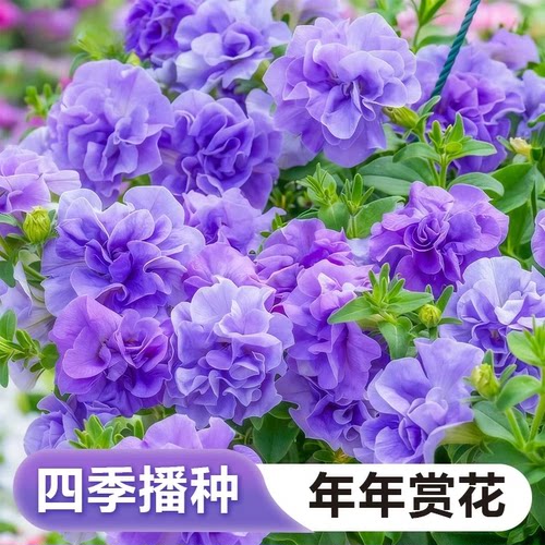 重瓣矮牵牛四季播种开花3天发芽