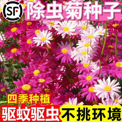 除虫菊花种子四季播种好成活