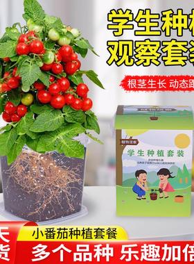 儿童种植小番茄盆栽向日葵种孑四季草莓凤仙花种籽子学生观察植物