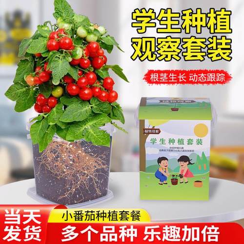 儿童种植观察盆栽小番茄3天发芽