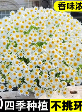 小雏菊种子四季种植易活花种籽