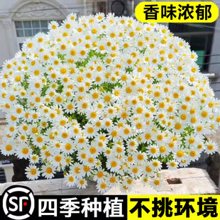 小雏菊花种子四季播种洋甘菊花种籽室内外庭院花卉盆栽开花卉种孑