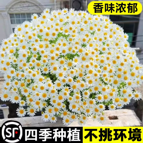 小雏菊种子四季种植易活花种籽