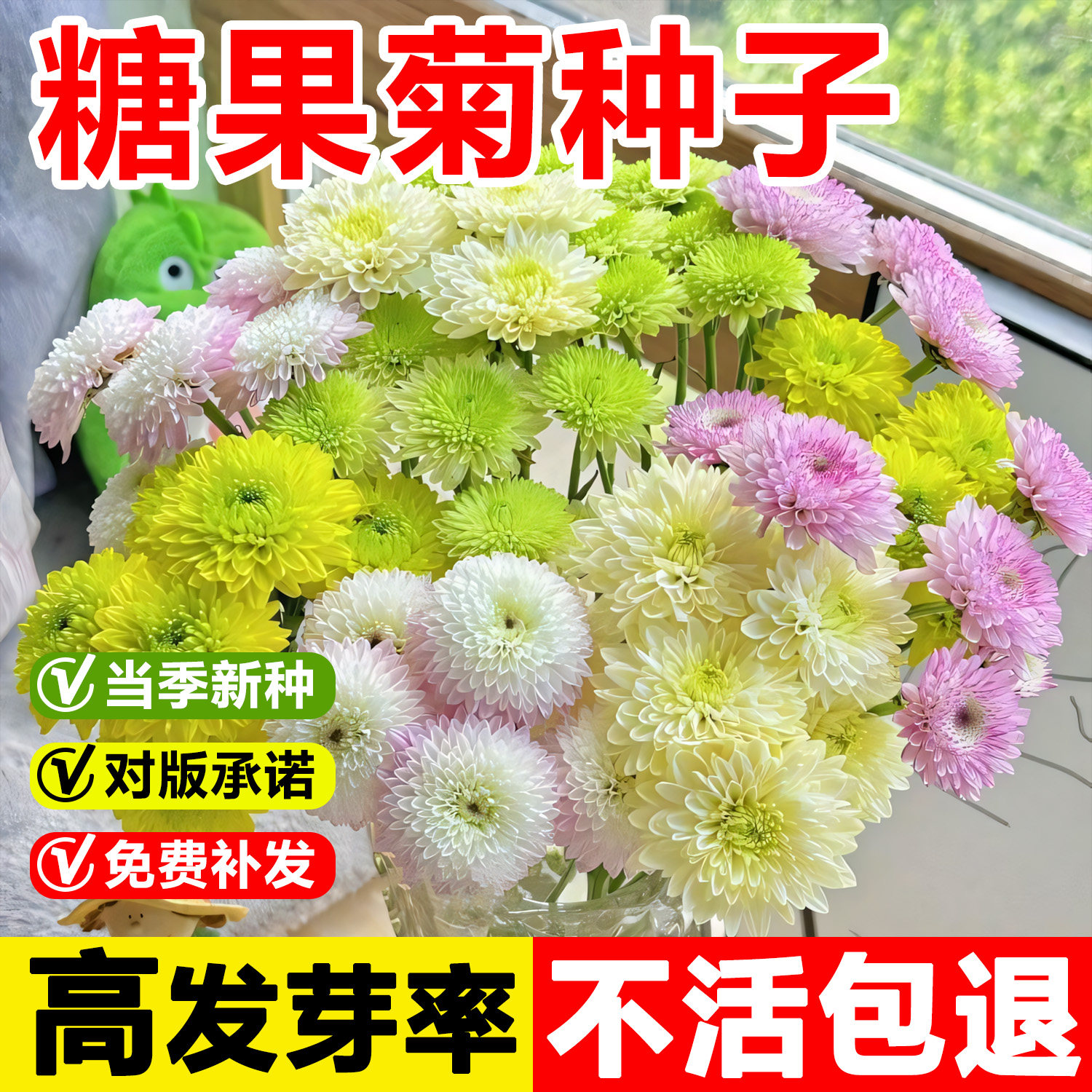 七彩糖果菊花种子四季开花盆栽苗重瓣太阳花种籽室外庭院花卉种孑