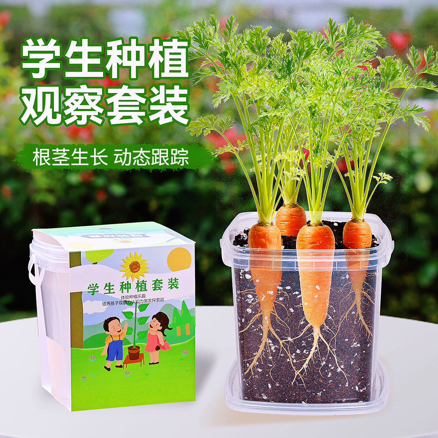 儿童种植小盆栽胡萝卜四季草莓凤仙花种籽幼儿园学生观察植物种子