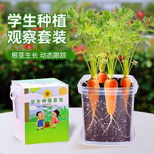 儿童种植小盆栽胡萝卜四季草莓凤仙花种籽幼儿园学生观察植物种子