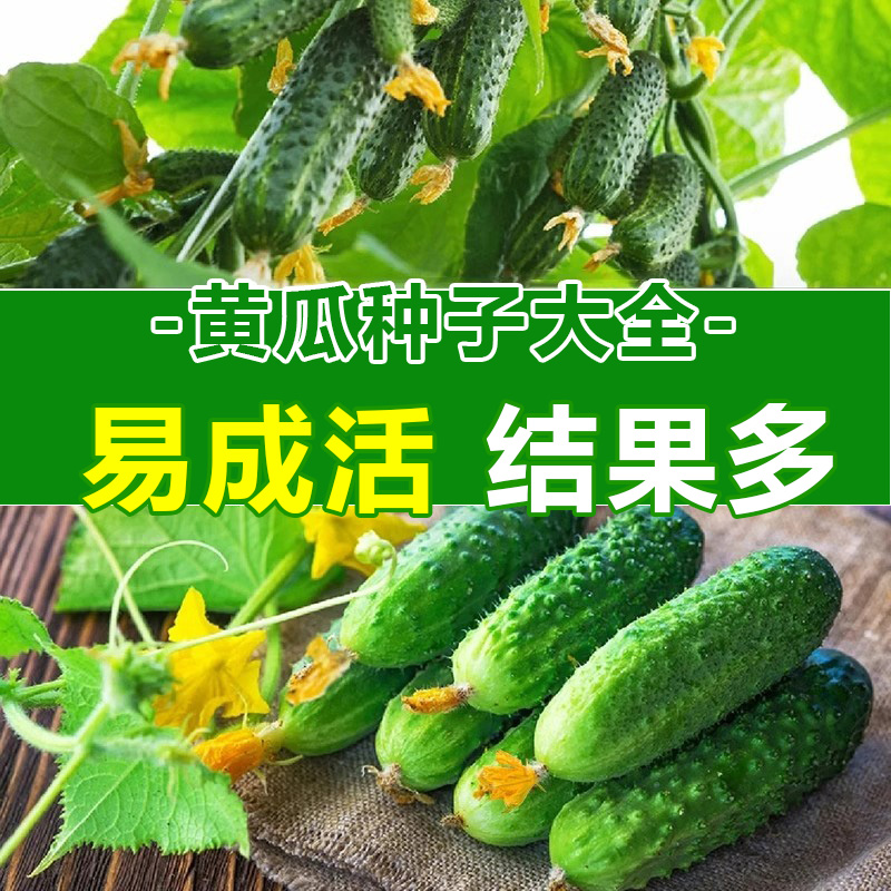 水果黄瓜种子四季种植阳台黄瓜种籽子大全盆栽蔬菜苗旱黄瓜籽种孑