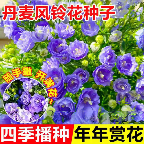 丹麦风铃草花籽四季播种快速开花