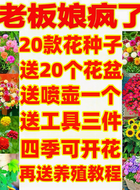花种籽子四季播种凤仙花向日葵种孑开花易活室内外盆栽太阳花种子